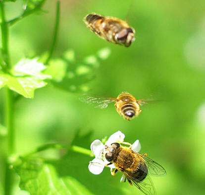 bijen.jpg